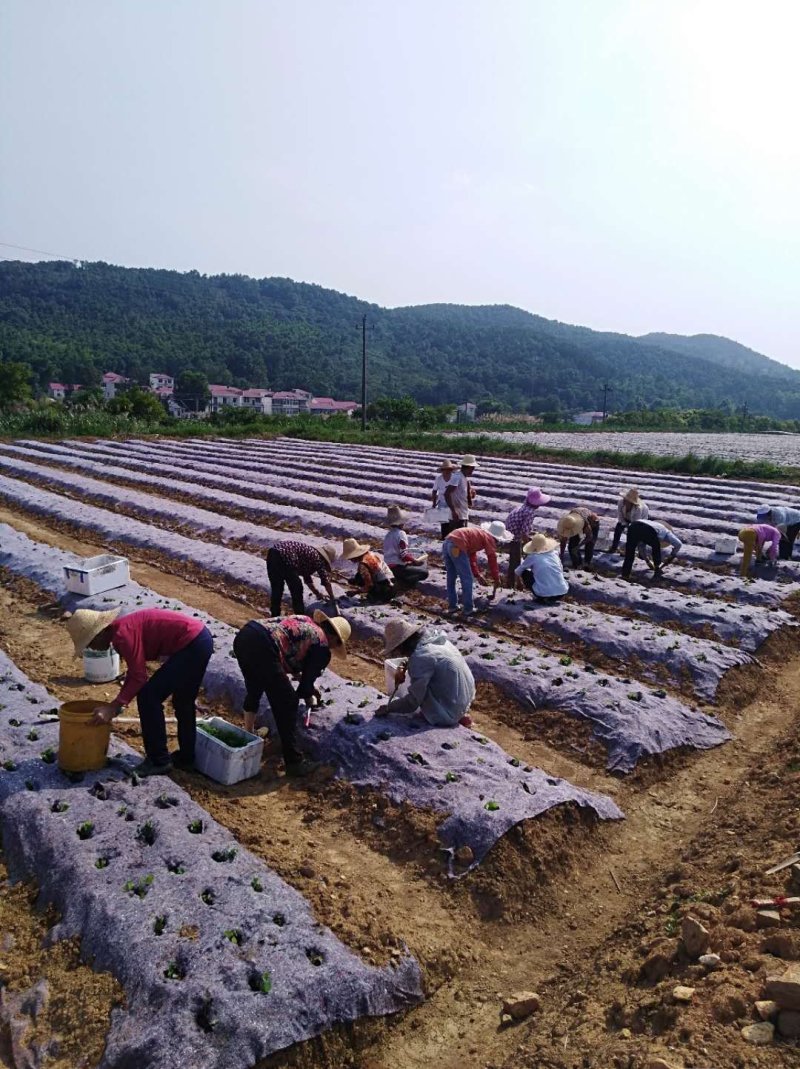厂家直供防草布透水透气耐风化防草效果好