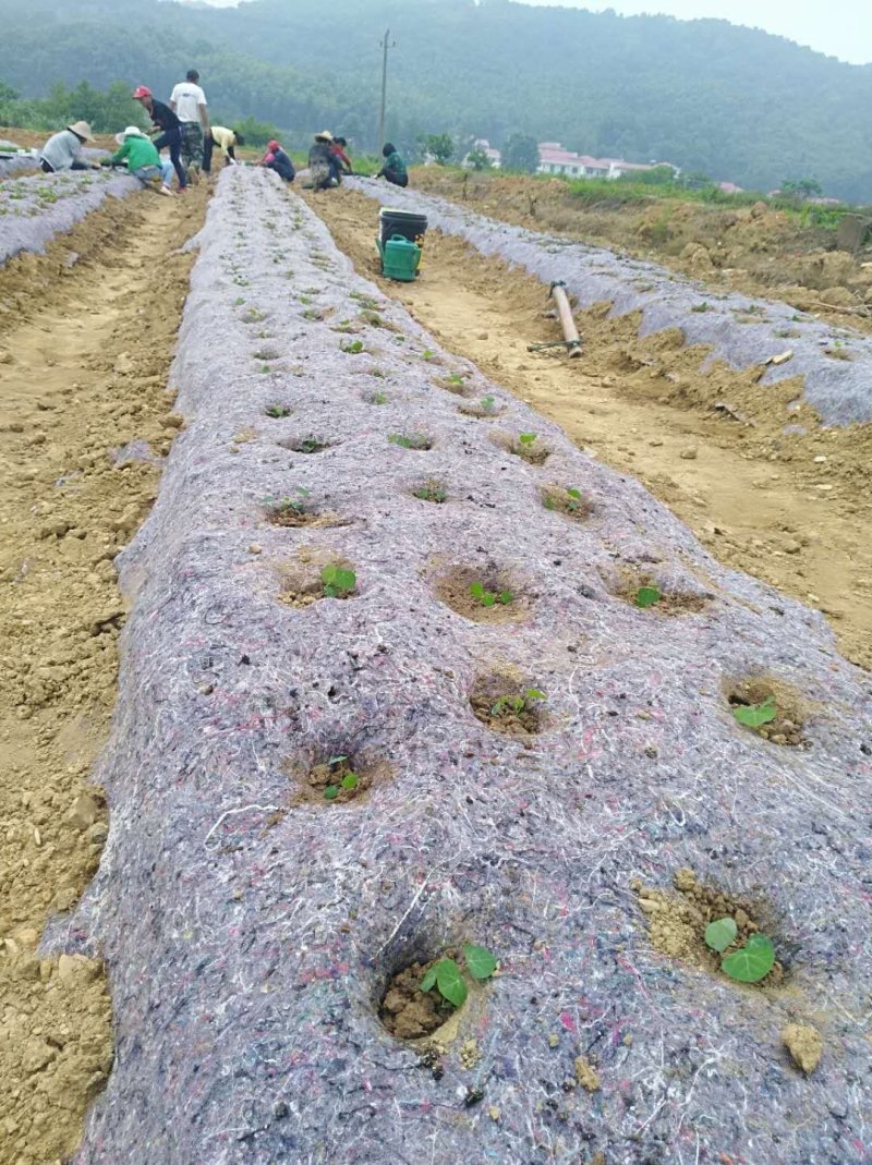 厂家直供防草布透水透气耐风化防草效果好