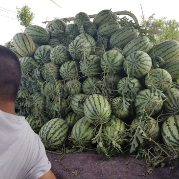 西农八号大量上市