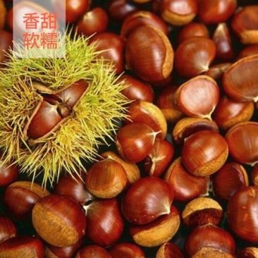 青龙县板栗，