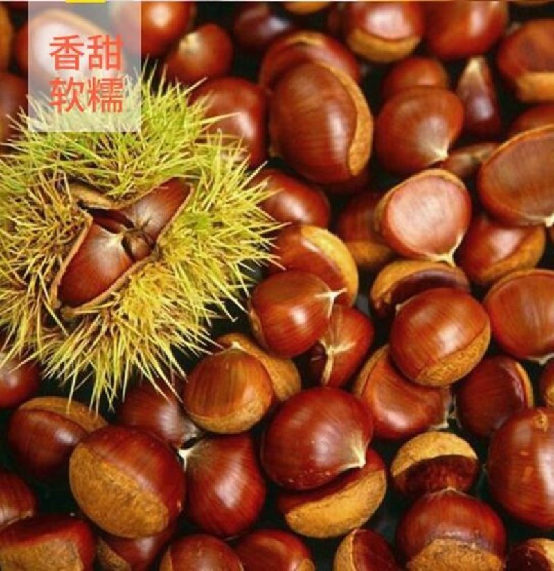 青龙县板栗，