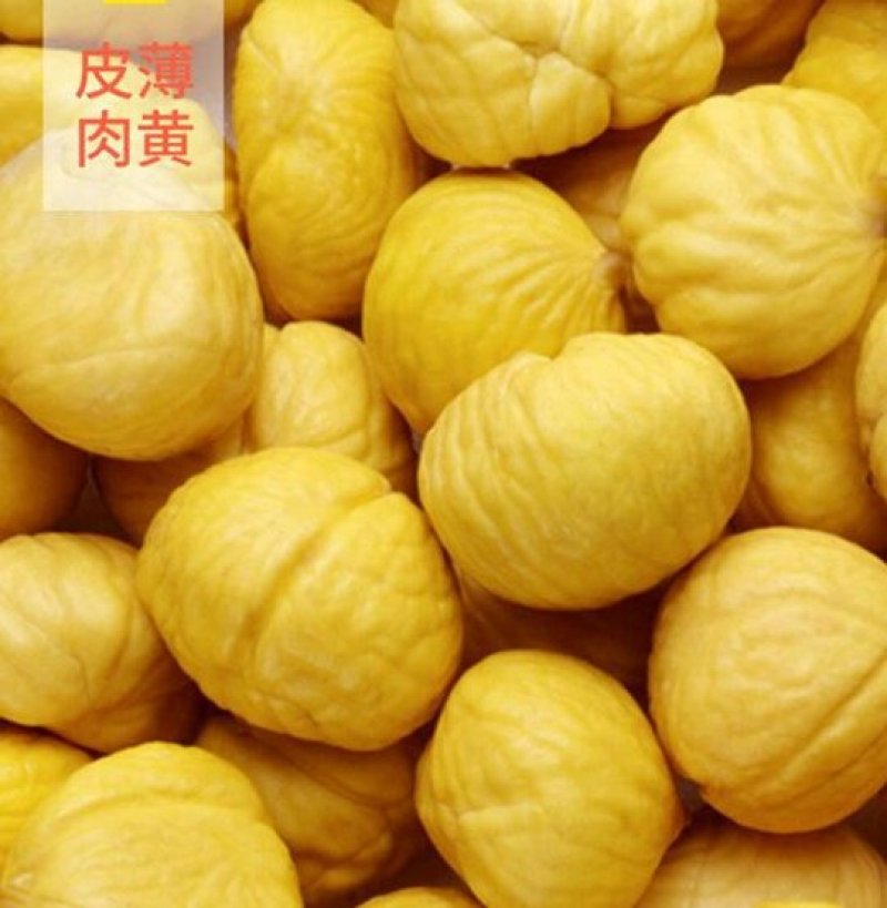 青龙县板栗，