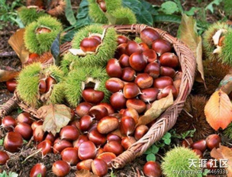 青龙县板栗，