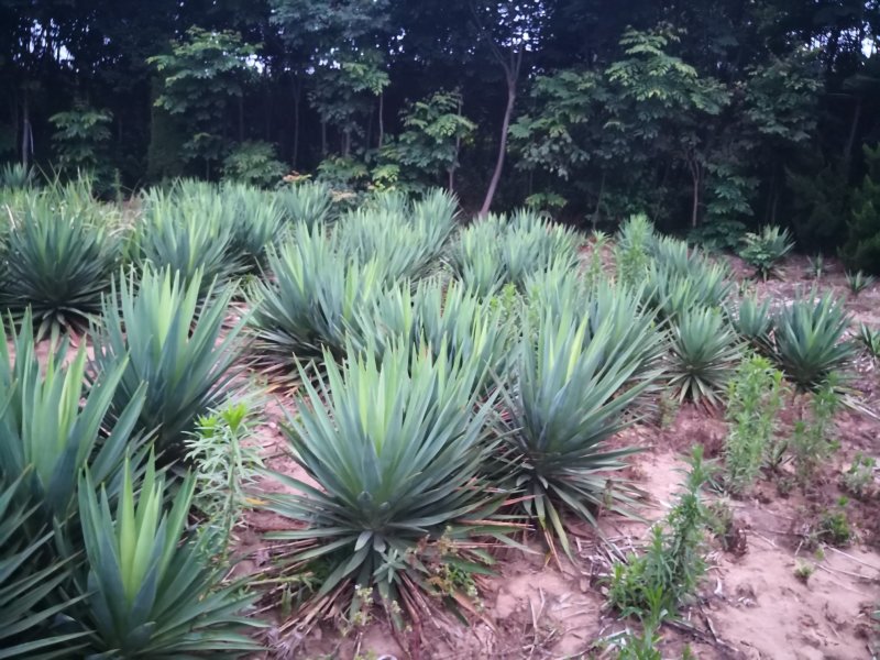 基地出售各种规格丝兰、剑麻