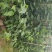 灯笼花基地灯笼花1米高灯笼花2米长蔓性风铃花，基地
