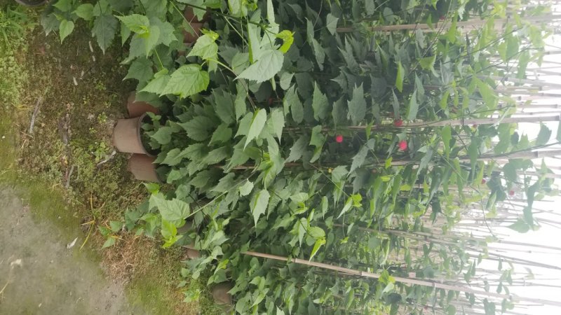 灯笼花基地灯笼花1米高灯笼花2米长蔓性风铃花，基地