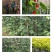 灯笼花基地灯笼花1米高灯笼花2米长蔓性风铃花，基地