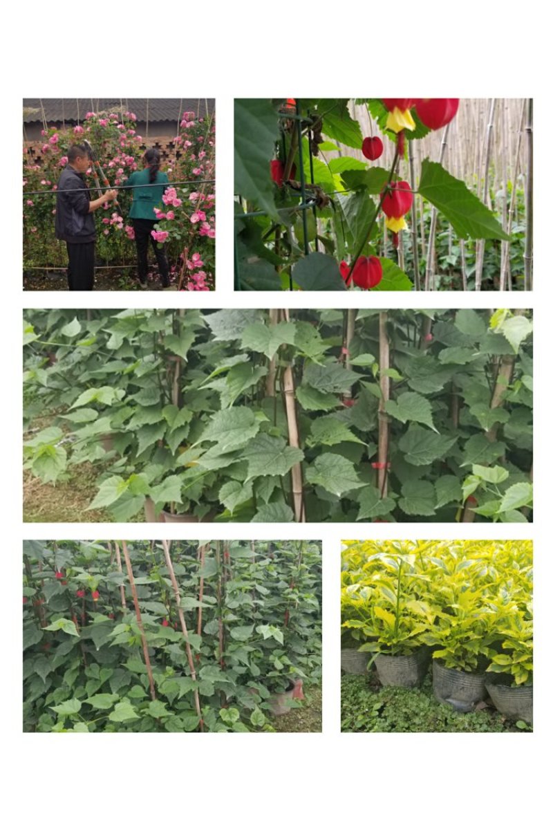 灯笼花基地灯笼花1米高灯笼花2米长蔓性风铃花，基地