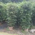 灯笼花基地灯笼花1米高灯笼花2米长蔓性风铃花，基地