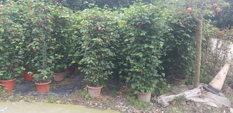 灯笼花基地灯笼花1米高灯笼花2米长蔓性风铃花，基地