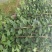 灯笼花基地灯笼花1米高灯笼花2米长蔓性风铃花，基地