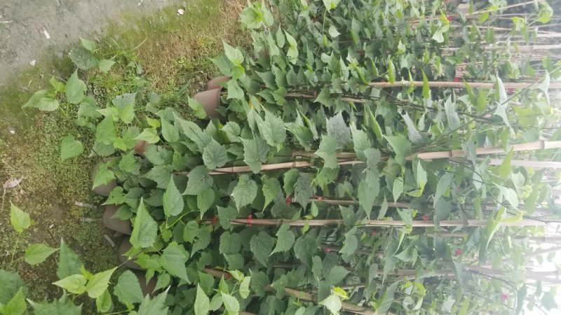 灯笼花基地灯笼花1米高灯笼花2米长蔓性风铃花，基地