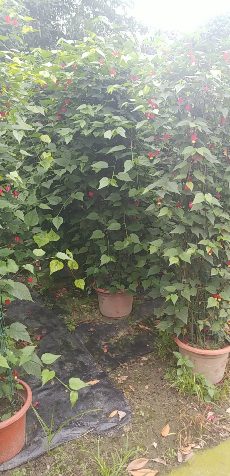 灯笼花基地灯笼花1米高灯笼花2米长蔓性风铃花，基地