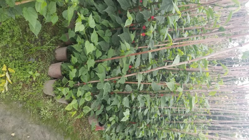 灯笼花基地灯笼花1米高灯笼花2米长蔓性风铃花，基地