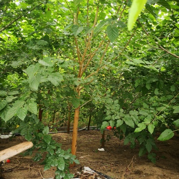 出售桑树1一6公分的