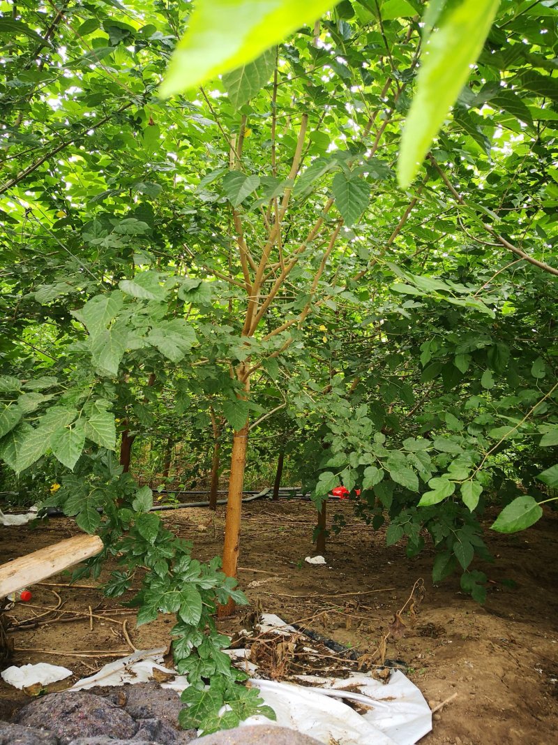 出售桑树1一6公分的