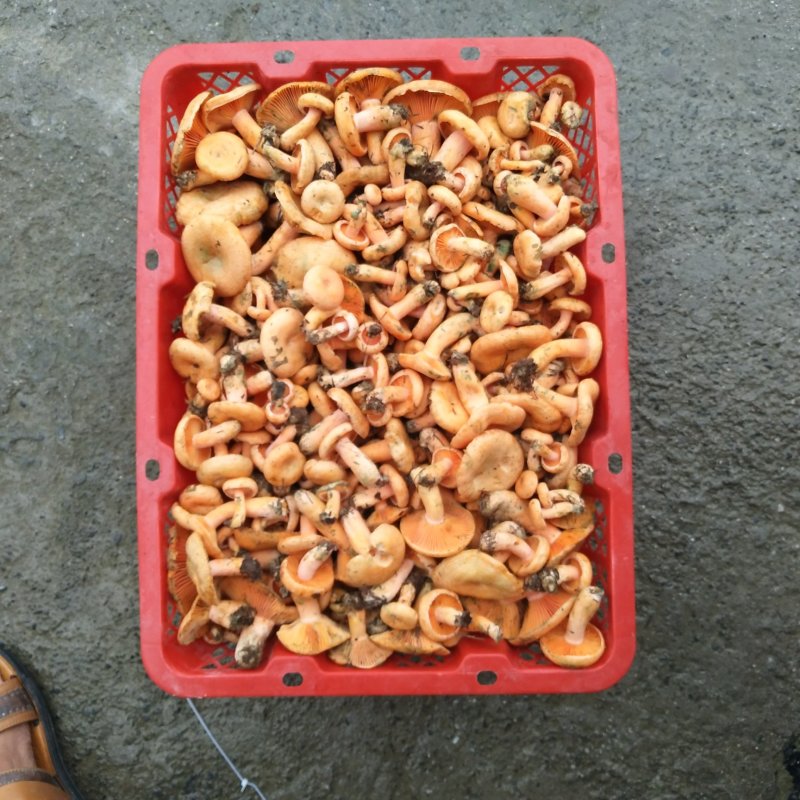 新鲜野生菌枞树菇松乳菇三九菇乌枞菌谷熟菌铜绿寒菌松树菌