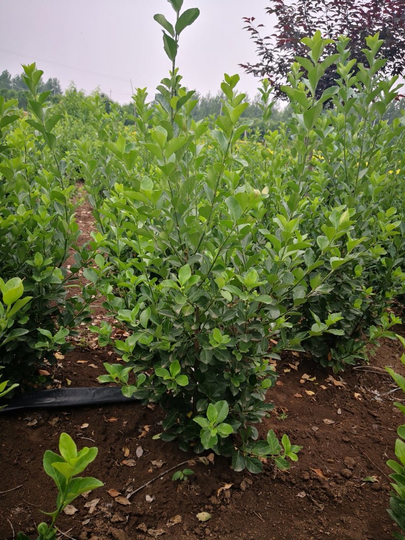 基地供应各种规格卫毛球！卫矛产地/价格/图片