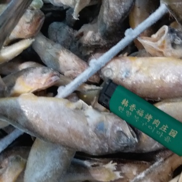 单冻黄花鱼