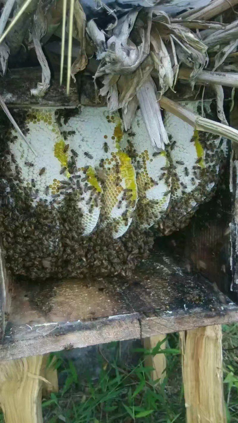 纯天然自产自销百花蜜土蜂蜜76一斤