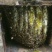 纯天然自产自销百花蜜土蜂蜜76一斤