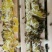 纯天然自产自销百花蜜土蜂蜜76一斤
