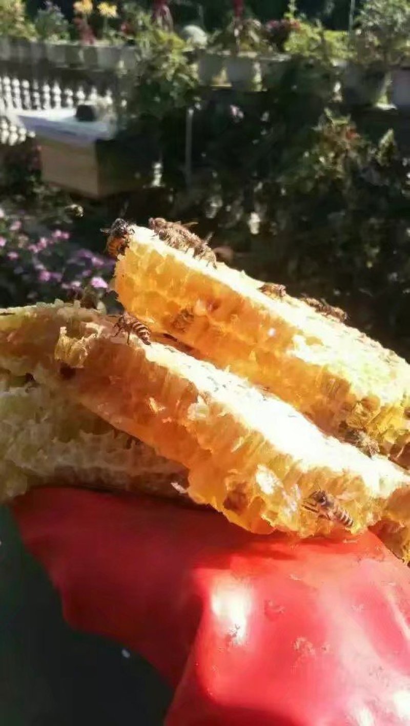 纯天然自产自销百花蜜土蜂蜜76一斤