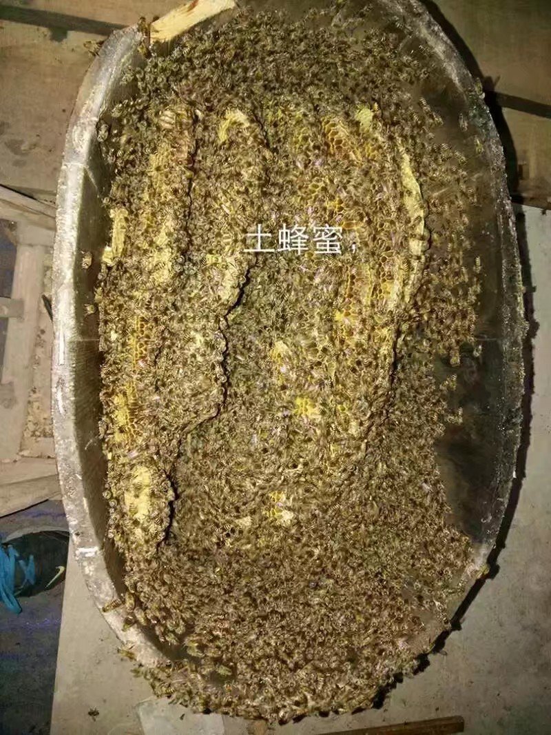 纯天然自产自销百花蜜土蜂蜜76一斤