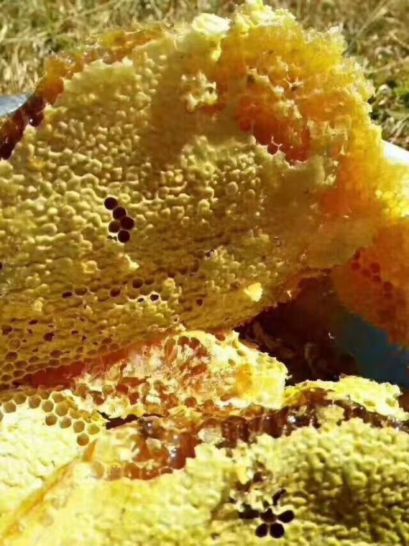 纯天然自产自销百花蜜土蜂蜜76一斤