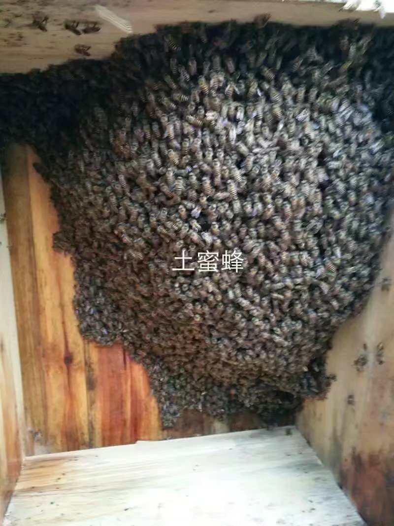 纯天然自产自销百花蜜土蜂蜜76一斤