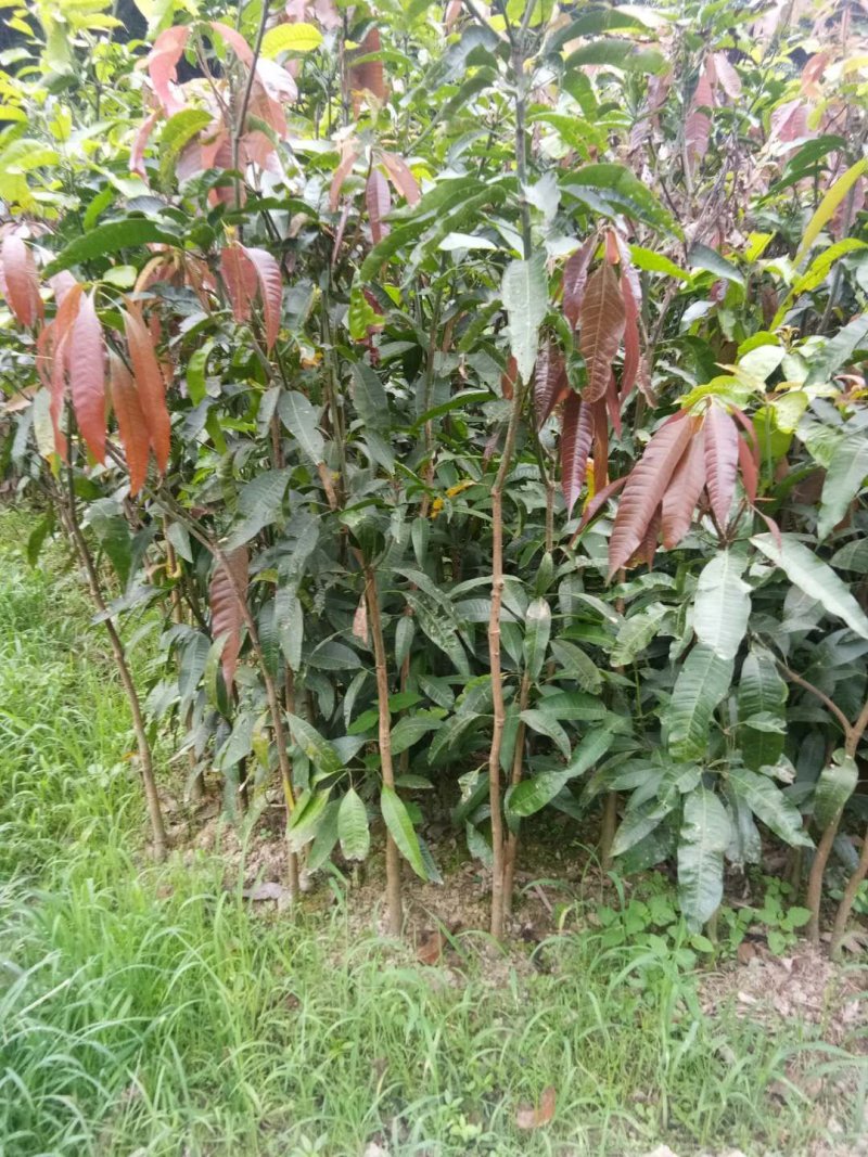 芒果苗，地径3公分，裸根大苗