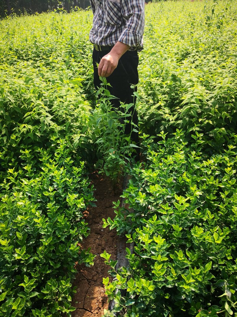基地特价供应各种规格棣棠小毛球