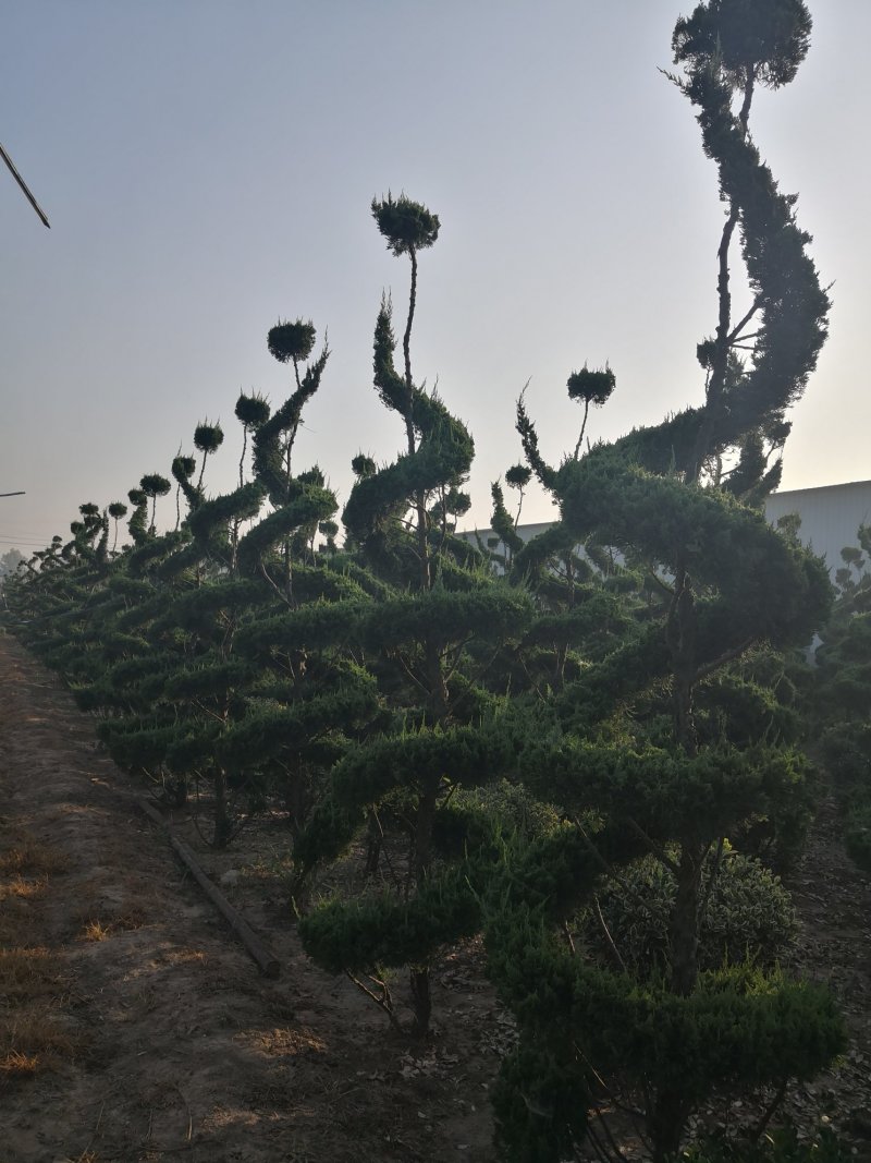基地低价处理各种规格造型龙柏，造型龙柏图片