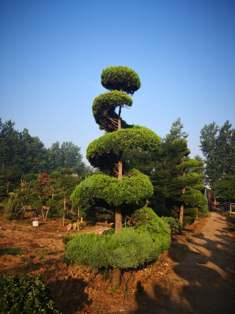 基地低价处理各种规格造型龙柏，造型龙柏图片