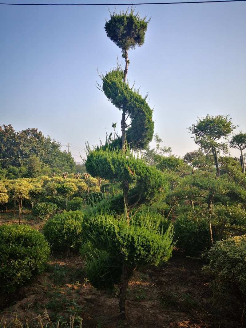 基地低价处理各种规格造型龙柏，造型龙柏图片