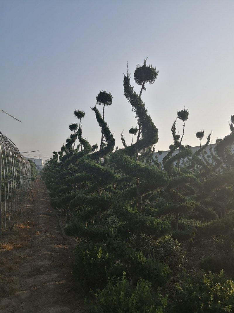 基地低价处理各种规格造型龙柏，造型龙柏图片