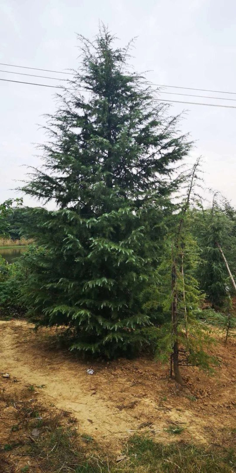 基地供应各种规格雪松1一8米高，雪松图片