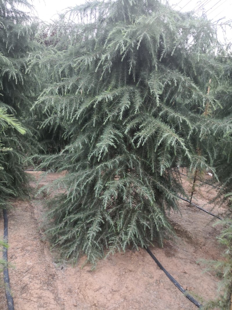 基地供应各种规格雪松1一8米高，雪松图片