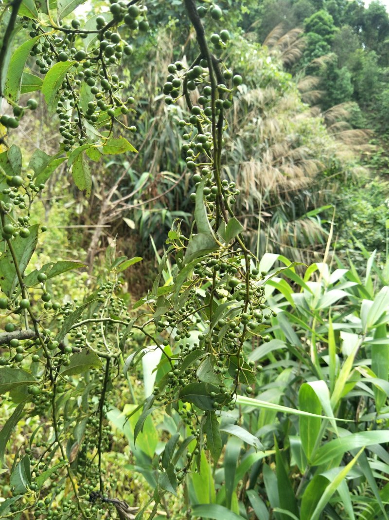 木姜子，山苍子