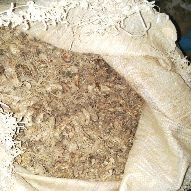 纯野生金蝉花