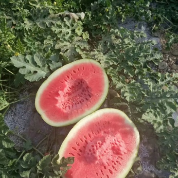 砂西瓜