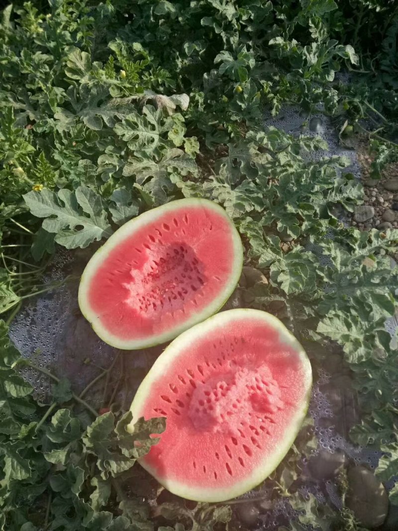 砂西瓜