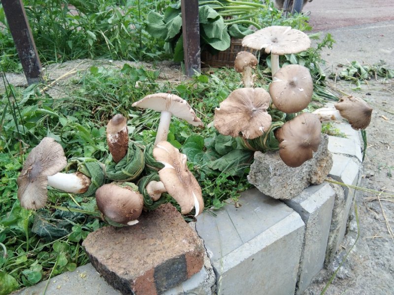 鸡纵油
