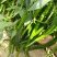 薄皮线椒种子,二荆条辣椒种子