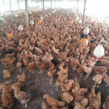 童鸡🐔