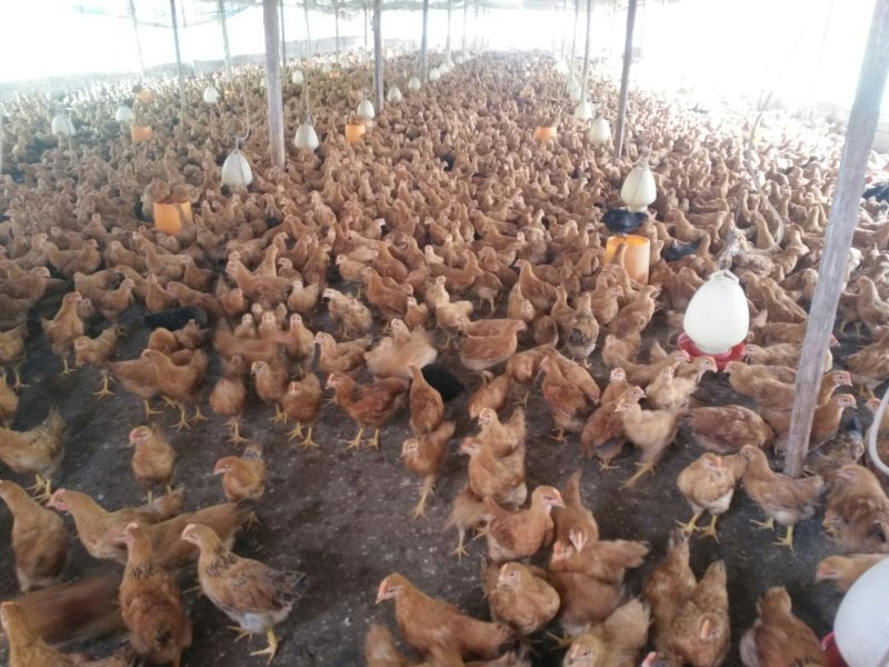 童鸡🐔