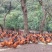 童鸡🐔