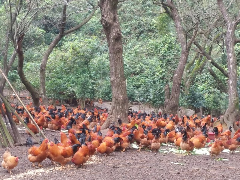 童鸡🐔