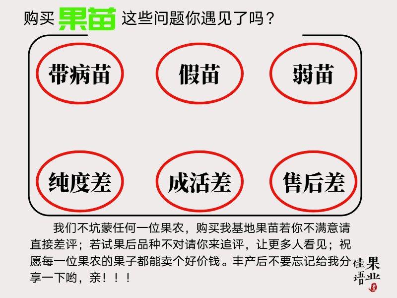 ♞佳语椪柑苗批发四川柑橘苗嫁接椪柑苗果苗基地直销