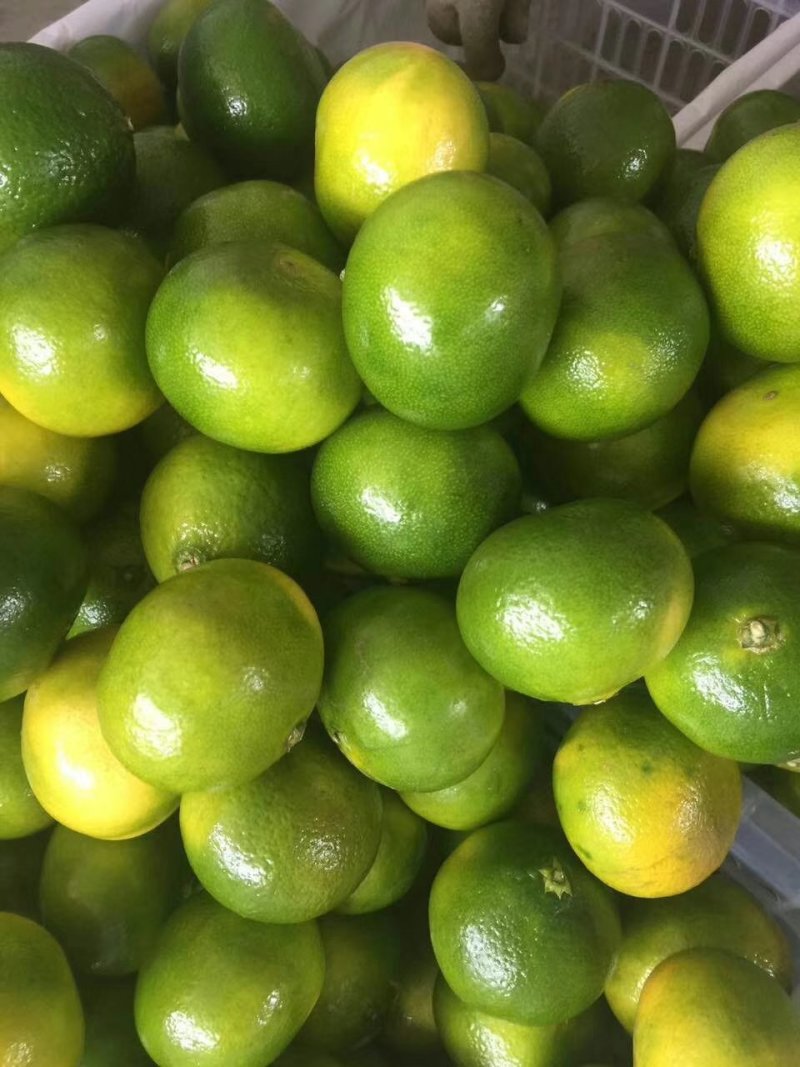 【特早蜜橘】蜜橘，柑橘已上市，量大从优皮薄肉厚入口化渣